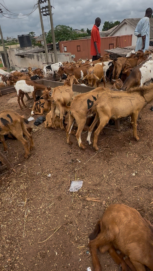 Full male Oven Dried Goatmeat