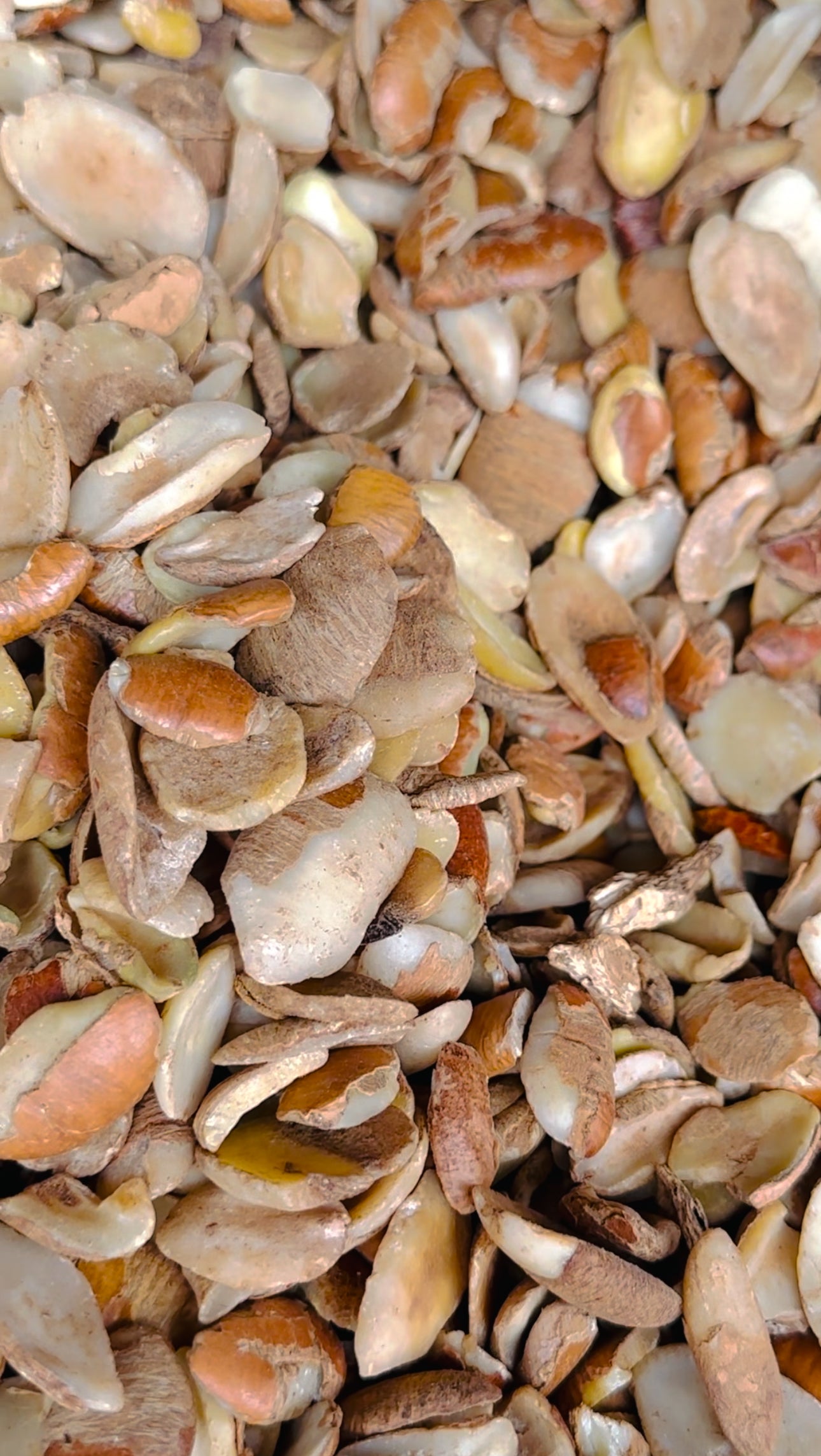 1 paint unblended Ogbono